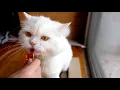 Walmart Pet Medications