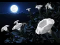 Flower Moon - Durand Jones \u0026 The Indications. Video by Jeannie Mitchell Myers