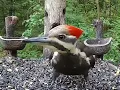 LIVE Busy Birdfeeder in Michigan - 2026