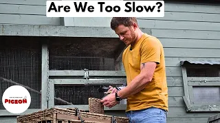 Download Pigeon Racing is Hard! MP3