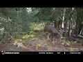 old white tail deer with broken leg