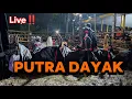 Lagu 🔴 LIVE MBEROT PUTRA DAYAK CLUMPRIT ‼️#mberot #hariini #putradayak #mamalelateam 