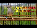 Download Lagu Coba gunakan suara ciblek gacor ini untuk merangsang ciblekmu agar bunyi