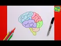 EASY Steps to Draw and Color the Human Brain Diagram Science Anatomy Drawing Tutorial