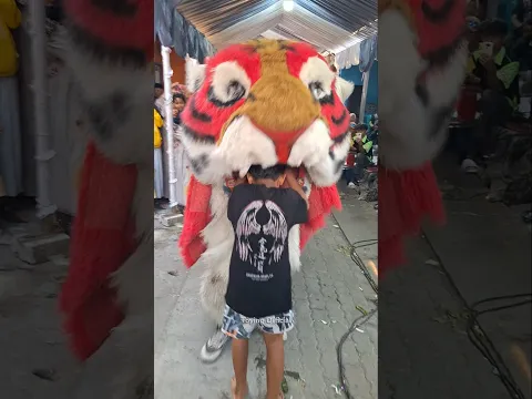 Barongan Macan Nyaplok Bocah Lagi #shorts