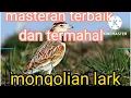 Download Lagu Viral // masteran terbaik 2022 // Mongolian lark masteran terlengkap dan termahal