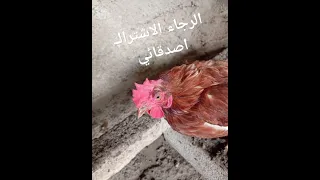 الدجاجة الغبية الدجاج المضحك الجزء9 