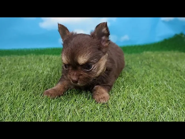 動画