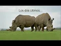 Download Lagu What's Happening to Rhinos | Mini Documentary