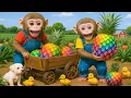 Download Lagu Monyet LILA memanen nanas raksasa berwarna-warni bersama monyet kakak dan anak bebek