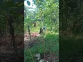 Download Lagu semangat ibu krrja nya