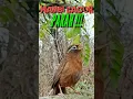 Download Lagu BURUNG WAMBI GACOR DI ALAM LIAR #shorts #kicaumania #burungwambi