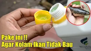 pakai probiotik ini agar kolam ikan tidak bau