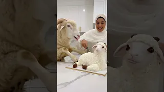   لحظة اكتشف الخروف الحقيقة ان شبيهة كعكة بعد فوات الأوان شاهد رده فعلة   دندنها
