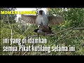 Lagu PIKAT KUTILANG KAWIN, I A S CHANNEL KAWIN ,,,, HAMPIR...........