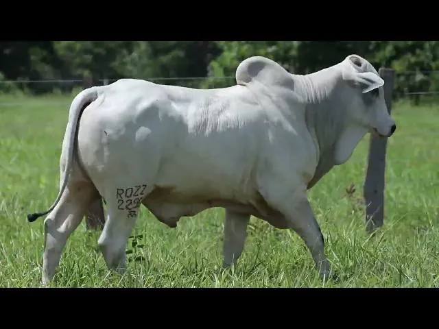 Touro Nelore ROZZ - 2296