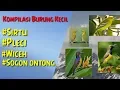 Download Lagu Kompilasi kicau burung kecil sirtu,sotong,wiceh dan pleci