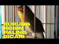 Download Lagu ROBIN GACOR SUARA LANTANG DAN VARIASI