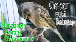 Download Gacor Blackthroat berkurang || mungkin kurang perhatian MP3