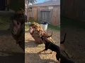 Download Lagu Hyena attacks Pitbull, she deserved it?? 🤬💔💔 #nbf #nbfkennel #pitbull #hyena #dog #texas #xlbully