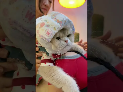 🙀: Uda putus urat malunya woi! #comedy #cat #funnyvideo #kucinglucu #catvideos