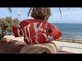 Download Lagu Gran Canaria Playa de Arinaga Agüimes Excursion Trip Hidden Secret Beach