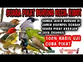 Suara pikat burung kecil paling ampuh || Dijamin semua jenis burung ngumpul