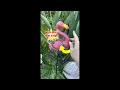 Pink Flamingos for Yard Solar Yard Decorations Glows at Night XYRIS