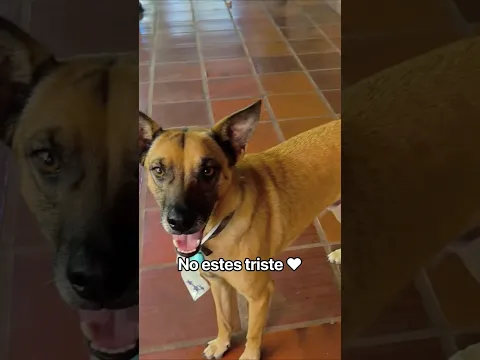 No estes triste! 🐶♥️ yo te quiero!! #perritosfelices #perritosrescatados