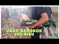 Download Lagu Jago bangkok ditawarkan 350 ribu di pasar hewan Purbalingga