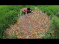 Download Lagu Super Amazing! Found A Lot Betta Fish, Goldfish \u0026 KOi Fishes in Rice Field Farm
