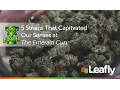 5 Strains That Captivated Our Senses at the Emerald Cup