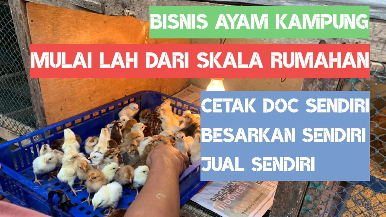 INI DIA UNTUNG & MODAL USAHA AYAM KAMPUNG SUPER