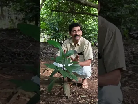 മാങ്കോസ്റ്റീൻ ചെടികൾ നടുമ്പോൾ ഈ കാര്യം കൂടി ശ്രദ്ധിക്കുക Mangosteen Plants Growth