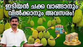 ഇടിയൻ ചക്ക വാങ്ങാനും വിൽക്കാനും അവസരം Idiyan Chakka Market Jackfruit Business Kerala