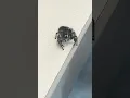 Clinic Found a Jumping Spider at Work And It s Kinda Adorable