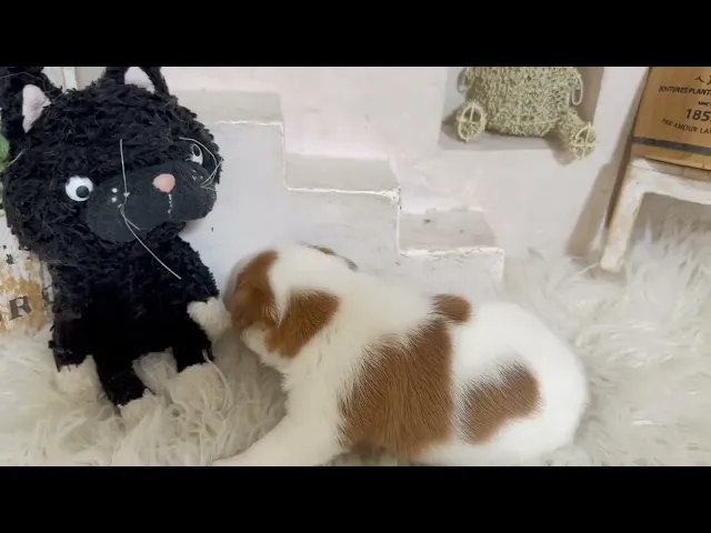 動画