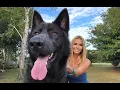 AMERICAN BLUE BAY SHEPHERD DOG - Are they really Blue