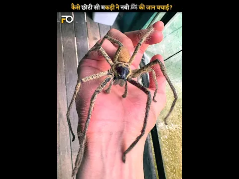 Ek Makdi Ne Nabi ﷺ Ki Jaan Bachai! 😱
