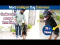 Most Intelligent Dog Doberman Dreamer Paul Vlog Tamil