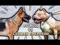 GERMAN SHEPHERD vs PITBULL TERRIER What s The Best Family Guard Dog