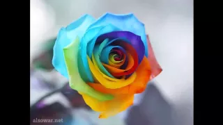 كد ودادك كلبي رادك      مواليد ردح خرافي تفليششششششش دندنها