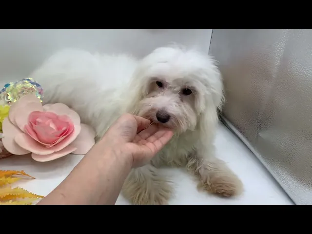 動画
