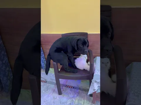 Joy Badmash 😂 #doglover