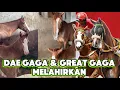 Download Lagu DAE GAGA \u0026 GREAT GAGA Mantan Kuda Pacu Melahirkan Anak Keduanya