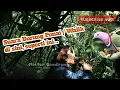 Download Lagu Suara Pikat Burung Punai / Walik JAWA !