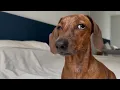 To bark or not to bark that is the mini dachshund s question