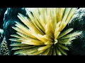 Download Lagu Halmahera Dive Expedition – Exploring Indonesia’s Untouched Reefs