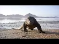 Planet Earth II: Official Extended Trailer | BBC Earth