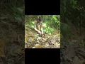 Download Lagu Building a Deadly Jungle Pitfall Trap | Solo Wild Survival #bushcraft #survival